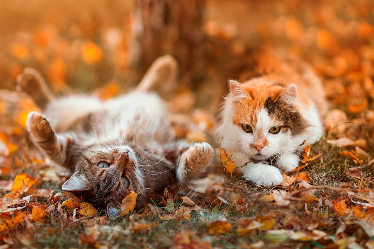 秋になると表れる『猫の変化』3つ　飼い主が注意すべきポイントとは