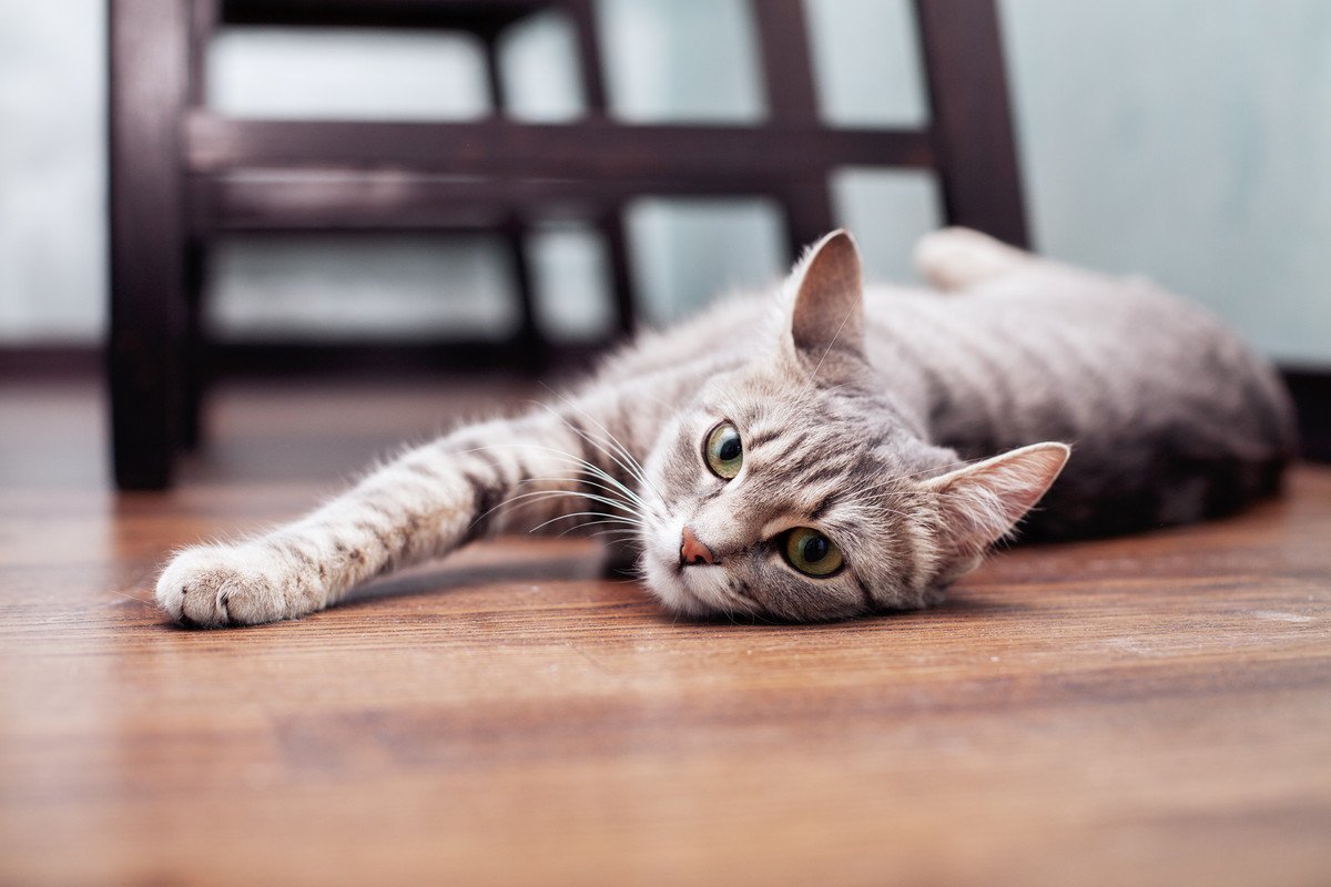 もう限界ニャー！！猫がブチ切れ寸前かどうかわかる3つのサイン