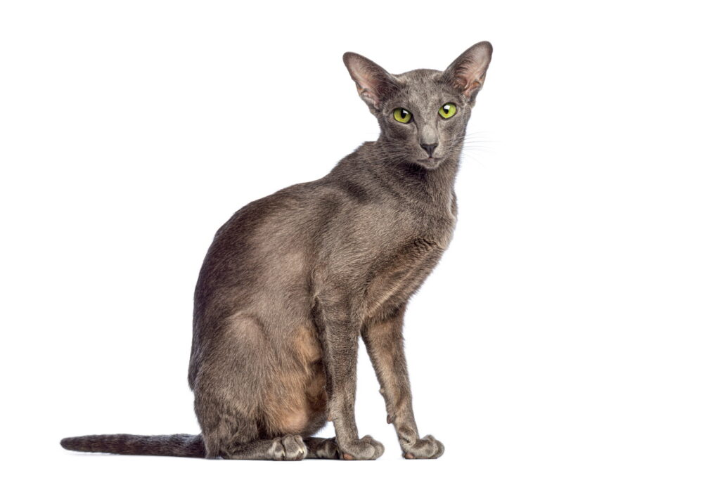 【獣医師監修】オリエンタルショートヘアってどんな猫？猫種の性格や飼う前の注意点・価格相場まで徹底解説