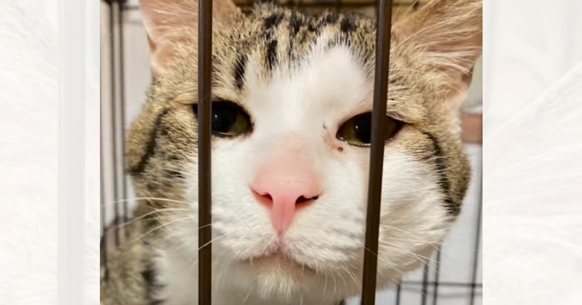 『今から猫を捨てにいく！』とSNSに投稿…８年もの間ケージに閉じ込められた猫の『結末』に「涙が止まらない」「とても辛かったよね」の声