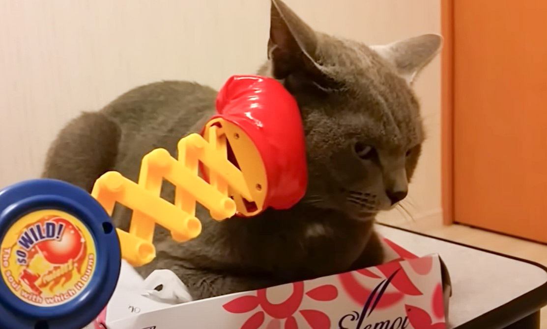 『狂暴ティッシュ潰し猫』にロケットパンチしてみたら…まさかの表情が面白すぎると63万再生「目つき笑う」「復讐しか考えてなさそう」