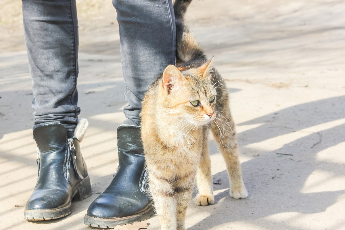 猫が『尻尾でタッチ』するときの意味5つ！飼い主におススメの応え方も