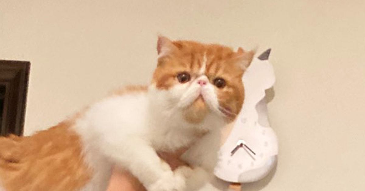 帰宅したら、『旦那と猫』が……微笑ましすぎる『コンビプレーの様子』に１万いいね「凄く楽しそう」「猫ちゃんも案外乗り気ｗ」