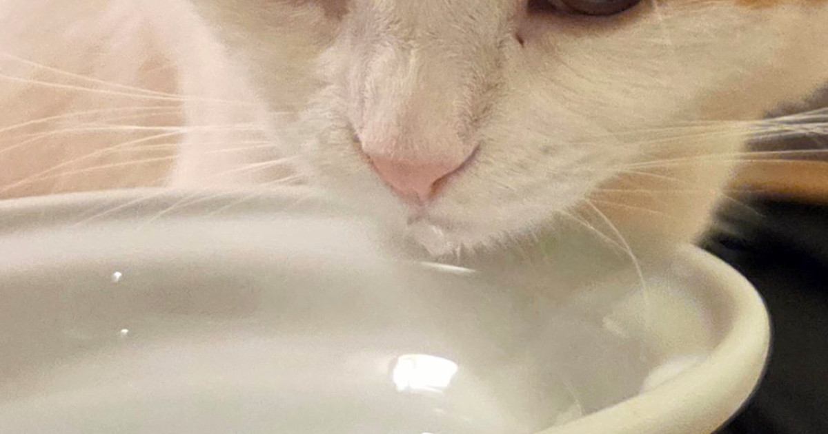 水飲み場にやってきた2匹の猫→1匹が水を飲み始めると…まさかの展開に6万いいね「間接的な水分補給ｗ」「猫も猫は液体を認識してるｗ」
