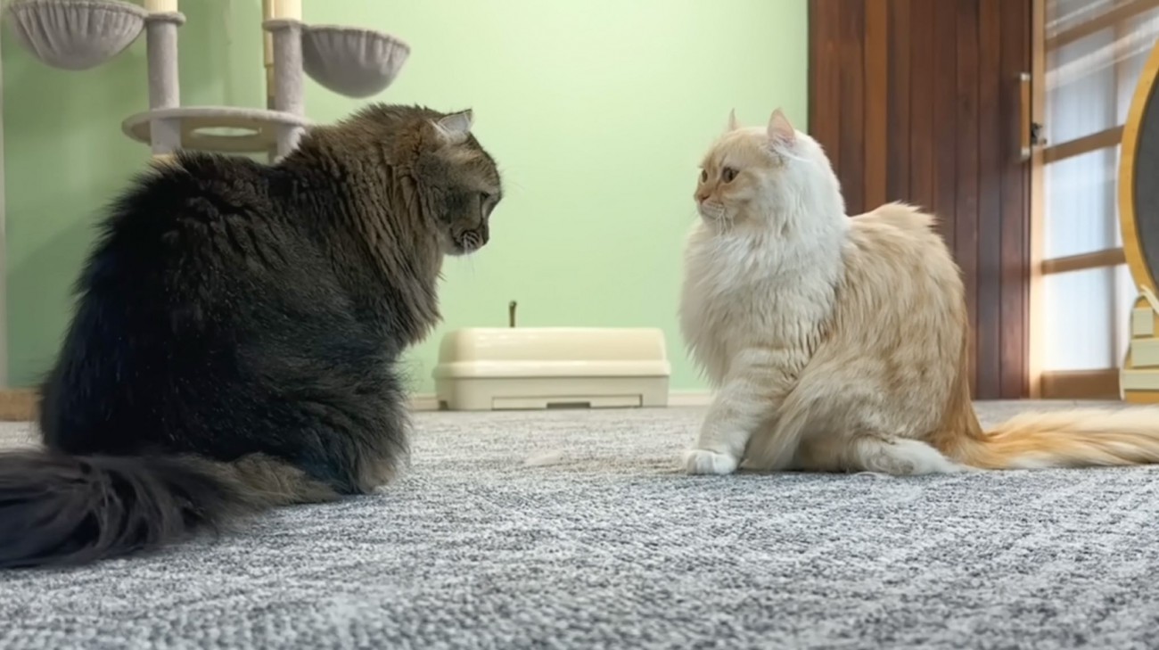 うっかり『母猫の逆鱗』に触れてしまった娘猫→救世主が現れて……家族の行動が癒されると11万再生「素敵な家族」「素晴らしい熱戦」