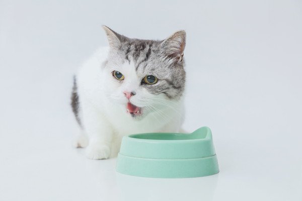 キャットフードをよく吐く猫が心配！原因や対策、危険度の見方