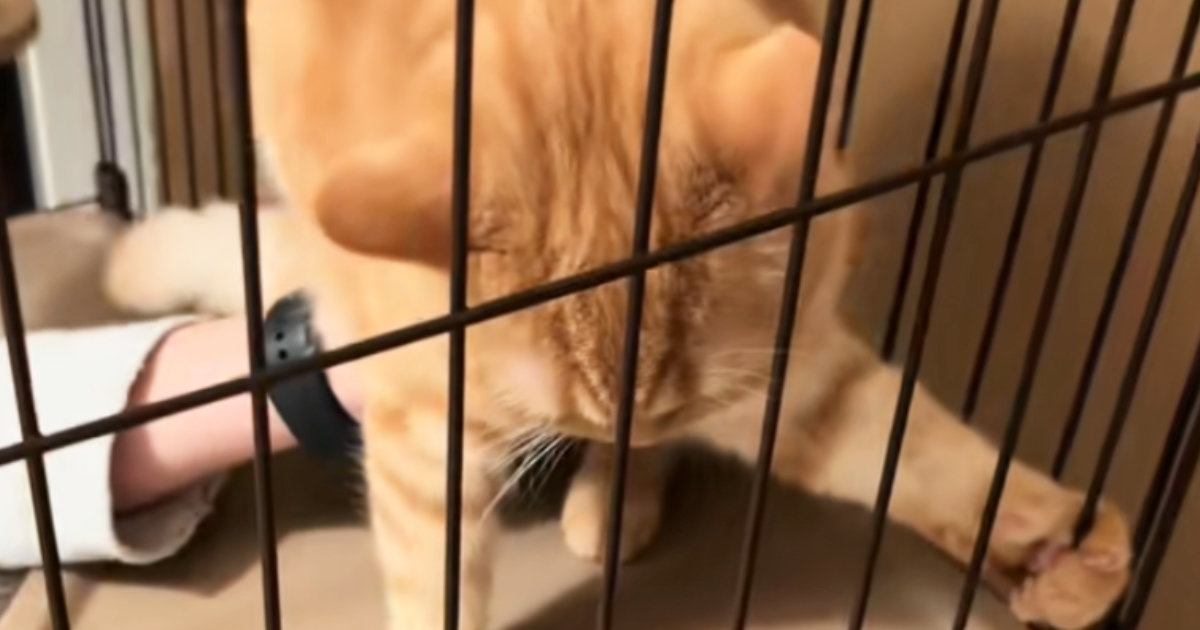 病院に連れていかれた猫→帰宅後、ケージから出そうとしたら…可愛すぎる『反抗の仕方』に笑ってしまう人が続出「よほど嫌だったのね」