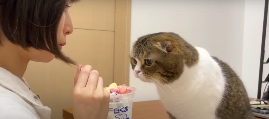 飼い主さんのアイスを見つめるおねだり猫ズ！