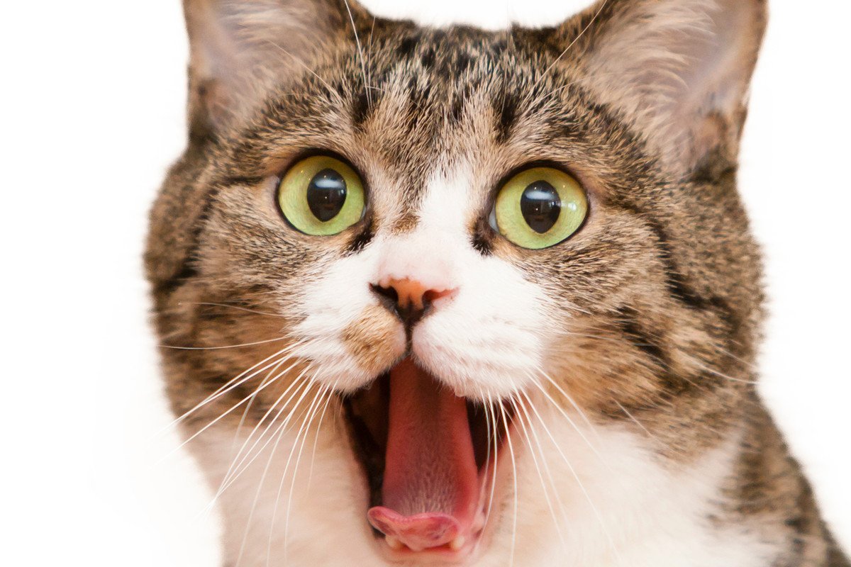 猫が『パニック状態』に陥る瞬間4選　避けるべきNG対応や落ち着かせる方法も