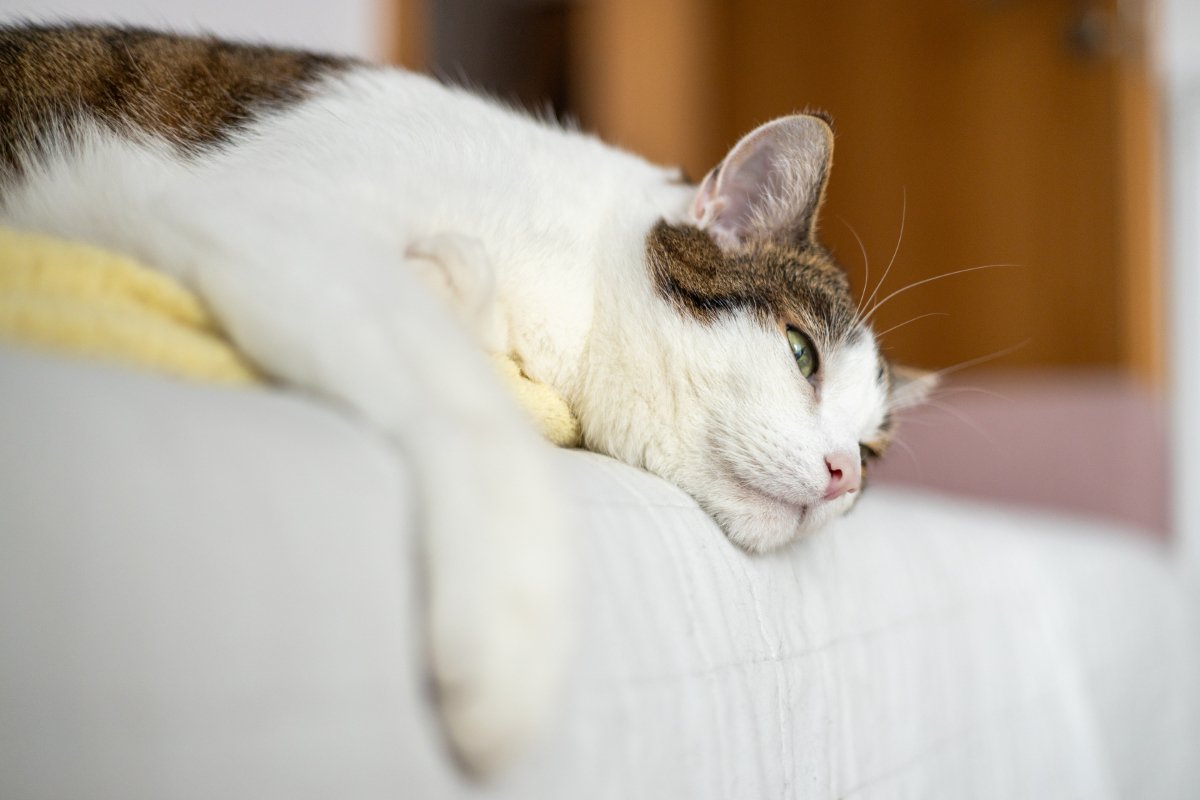 猫の『生理現象』から異変を見抜く方法4つ　見逃せないサインや普段から確認すべき理由