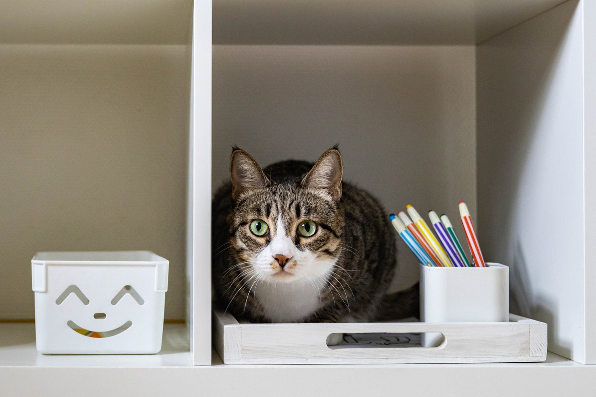 猫がやりがちな『イタズラ』を防ぐための方法3選　伝え方のポイントや飼い主が工夫できること