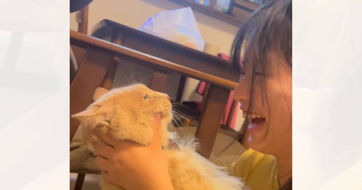 「言えてるｗｗ」お姉ちゃんが猫に『アンパンマン』を教えていたら…完璧に発音する『まさかすぎる瞬間』が37万再生「すげー」「通じたｗ」
