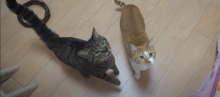 早すぎて見えない？！光の速さでおやつを食べる猫ちゃん