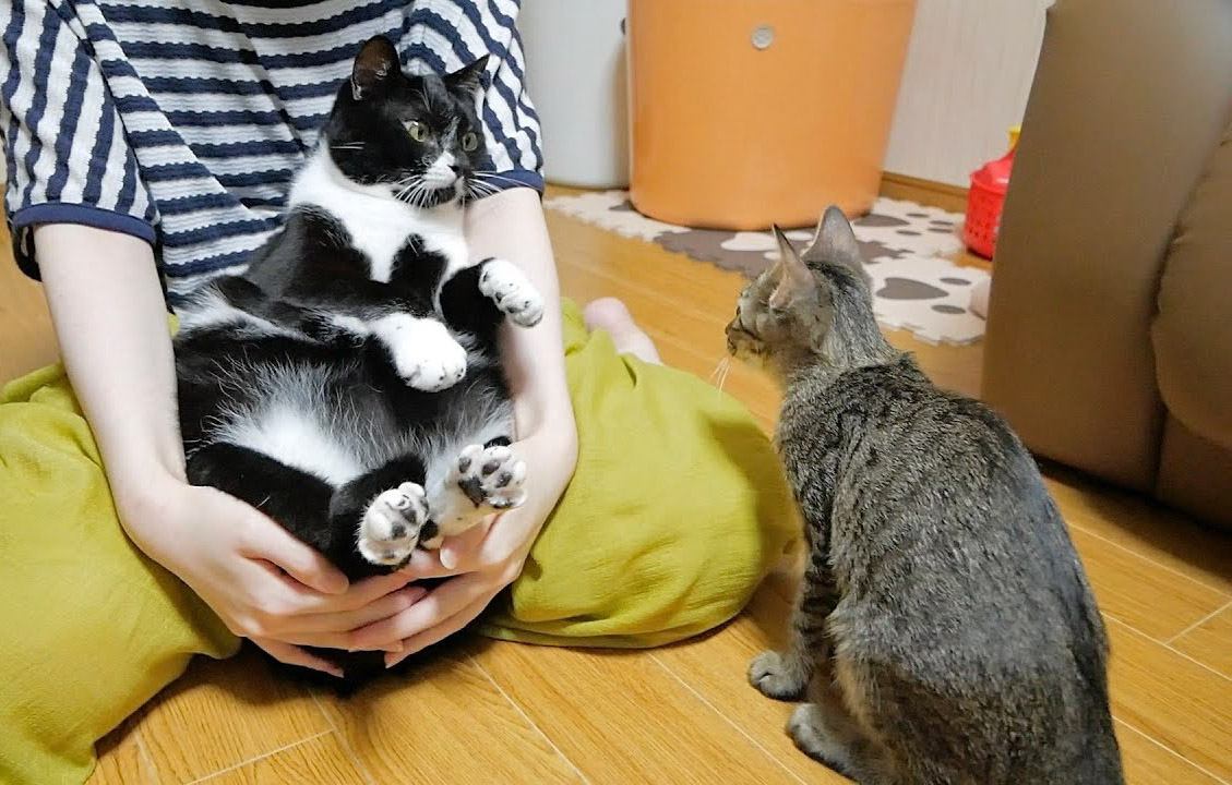 子猫の前で『先輩猫を抱っこ』した結果…嫉妬しまくりな光景が可愛すぎると21万再生「プロレスｗ」「ヤキモチやくよね」の声