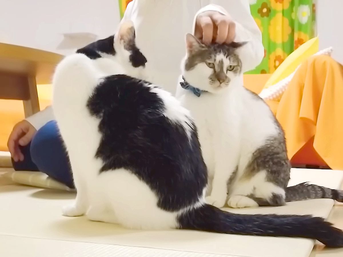 お風呂上がり、ママに甘える２匹の猫→パパも参加しようとしたら…まさかの『不憫すぎる結末』に爆笑「めげずに頑張れ」「露骨に解散するの草」