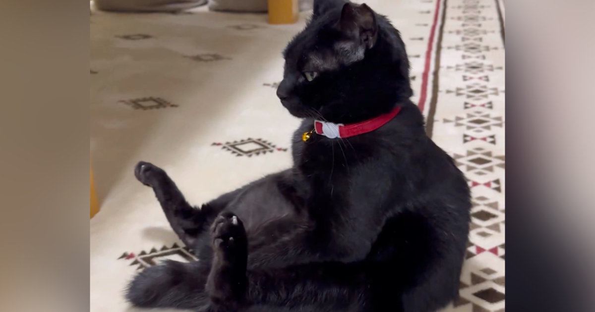 たくましい体勢で『座っている猫』を見ていると…『予想外の展開』が可愛すぎると13万表示「姿勢がいいね」「腹筋鍛えてたのかなｗ」