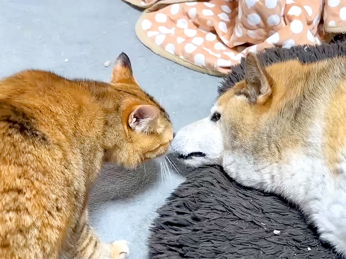 同居犬に甘えたいネコ→鳴き声でアピールして…たまらなく可愛い『愛が止まらない光景』に反響「ずっと見ていられる」「どうなるのか楽しみ」
