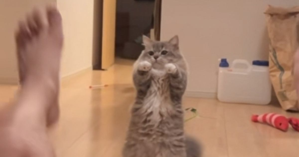 好奇心旺盛だけど『ビビり』な猫→飼い主さんが脚を上げると…まさかの『可愛すぎる反応』が７万再生「勝手に口角が上がった」「たまらん」