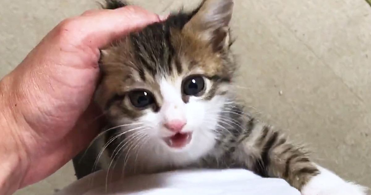 撫でてほしい子猫→何度も足を登ってきて…あまりにも可愛い『全力アピール』が27万再生「仕事行けなくなっちゃう」「ニヤニヤが止まらん」