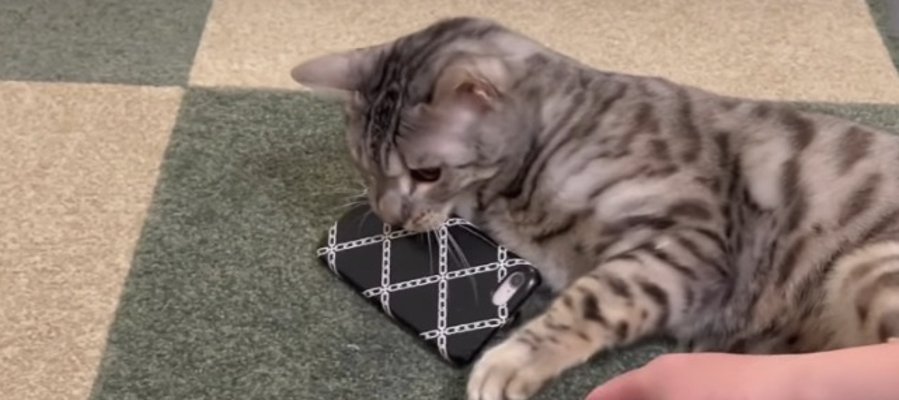 賢い！猫ちゃんの"スマホ封じ"が可愛すぎる♡