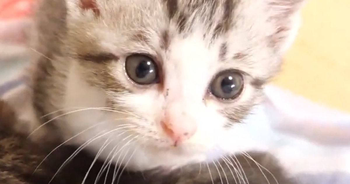 ミルクを飲んで『お腹いっぱいになった子猫』→いつもの寝床へ向かうも…可愛すぎる展開が30万再生「愛おしくてたまらない」「天使だ」