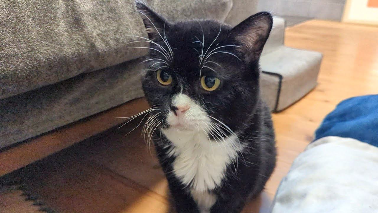 何かを伝えたい猫が飼い主の前でもじもじ…判明した『本当の気持ち』が愛おしすぎると38万8000再生「上目遣いずるい」「倒れそう」