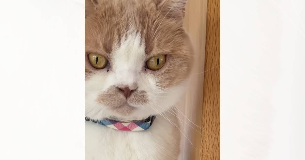 下痢や血便、何年もお腹の調子が悪かった猫→何をしても改善しないと思っていたら…突如判明した『まさかの原因』に「興味深い」「すごい驚き」