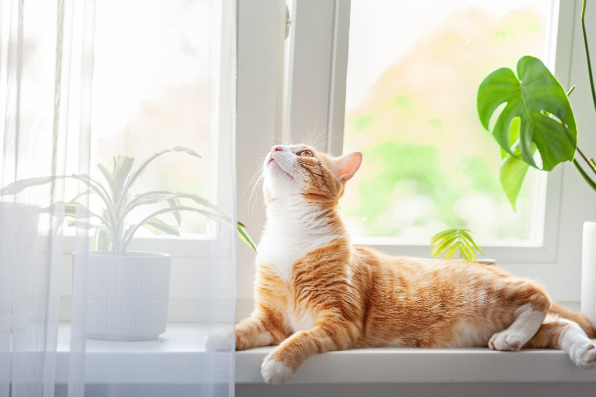 猫は『留守番が得意』なのは本当なの？家を出る前にチェックしておくべきこと3つ