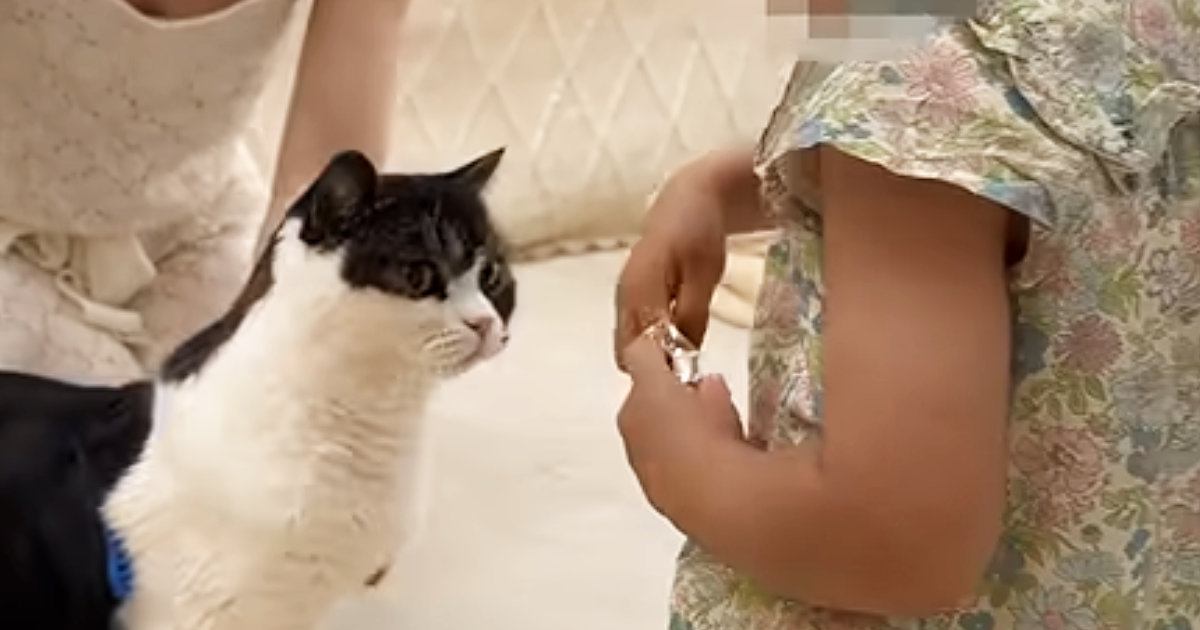 3匹の猫のブラッシングをするママと、隣で『お手伝いをする女の子』…ほっこりする休日の光景が19万再生「偉いし、可愛い」「幸せいっぱい」