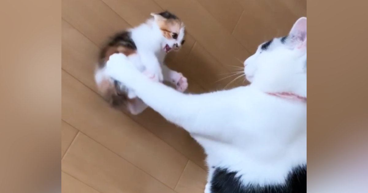 出会って5日の『先住猫と子猫』→ケンカしていると思ったら……ほっこりする光景が40万再生「優しい世界」「面倒見がいいんだね」と反響