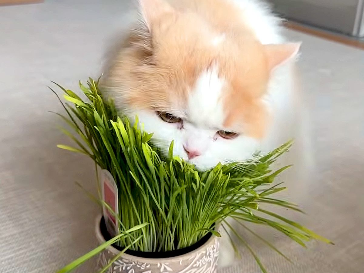 いつもは温厚なネコ→大好物の『猫草』を前にした瞬間、性格が…想像以上の『豹変っぷり』に「肉食動物かのよう」「めちゃくちゃ食べるね」の声
