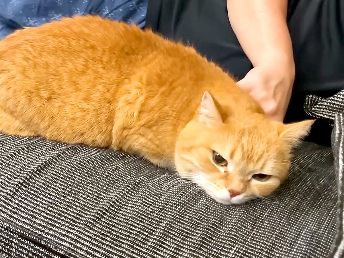 ３日ぶりにパパと再会して甘えまくる猫→パパが寝落ちした瞬間、ママのもとへ行き…『あざとすぎる行動』に「平等だね」「寝息可愛い」と反響