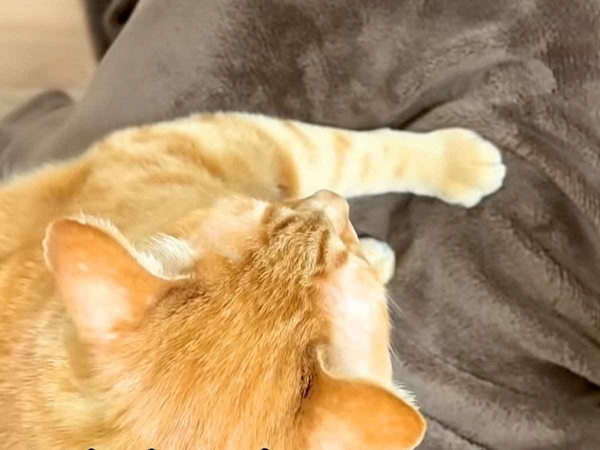 弟猫の入院中、ママが兄猫を撫でると…ふだんと違う『まさかの行動』が愛おしすぎると話題「寂しかったんだね」「なんか健気で泣けてきた」