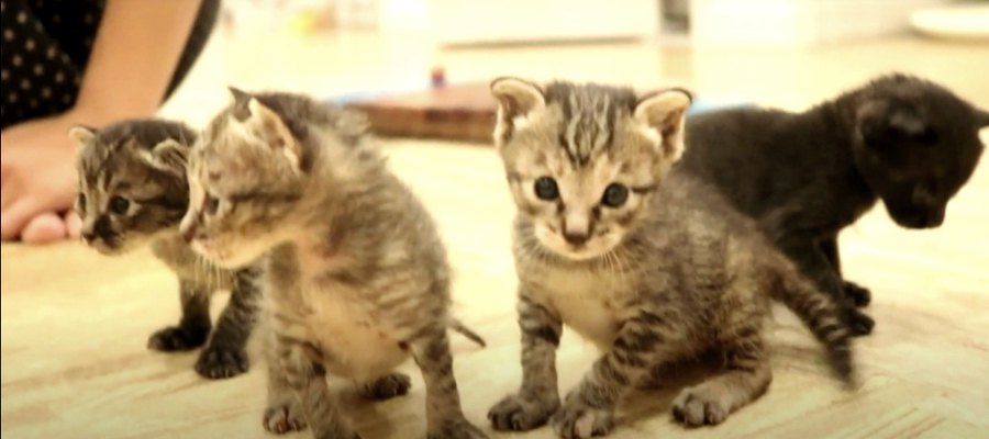 子猫ちゃんの愛らしいポテポテ歩きに胸キュン♡