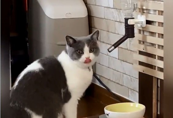 猫さんの「超高速水飲み動画」があまりに早すぎてジワると話題！