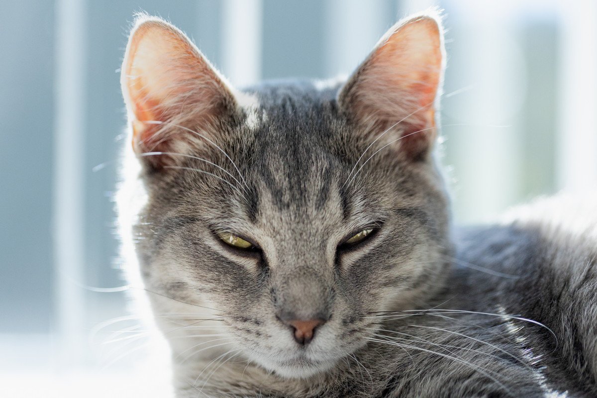 猫があまり『まばたき』をしないのはなぜ？考えられる2つの理由　逆に多いのはよくない？
