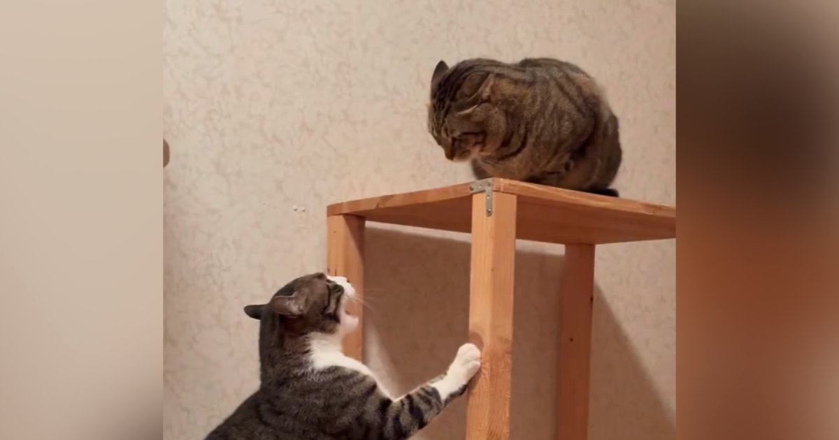 2匹の猫が『ケンカ』をしていると…近くにやってきた『黒猫』がとった『驚きの行動』に「猫生何週目？」「やさしいねぇ」と59万表示