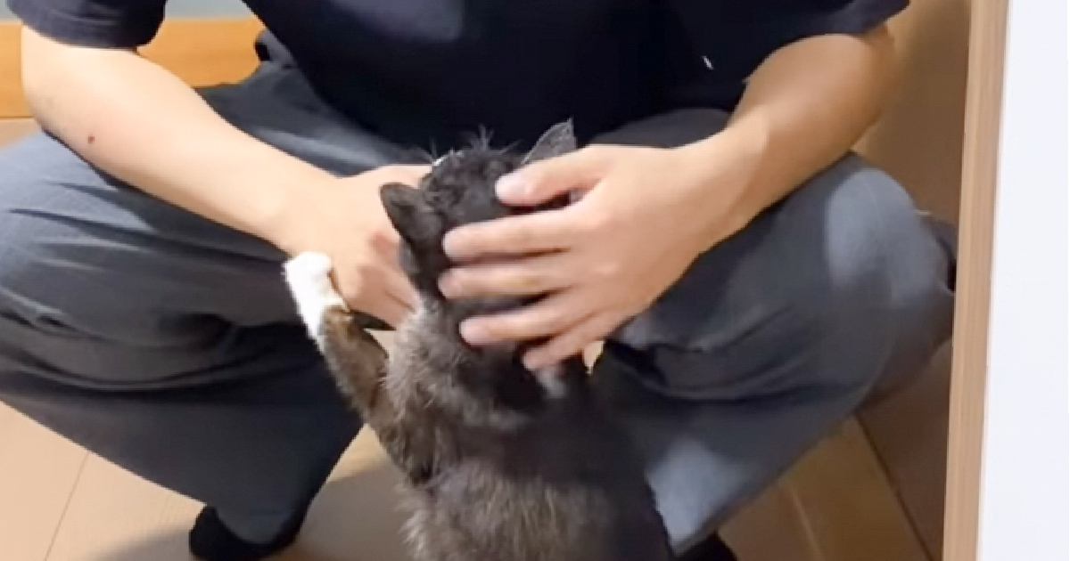 24歳のお兄ちゃんが大好きな『19歳の高齢猫』→お家に迎え入れた経緯と仲良しな姿に涙が出ると65万再生「愛が伝わる」「いい兄妹」