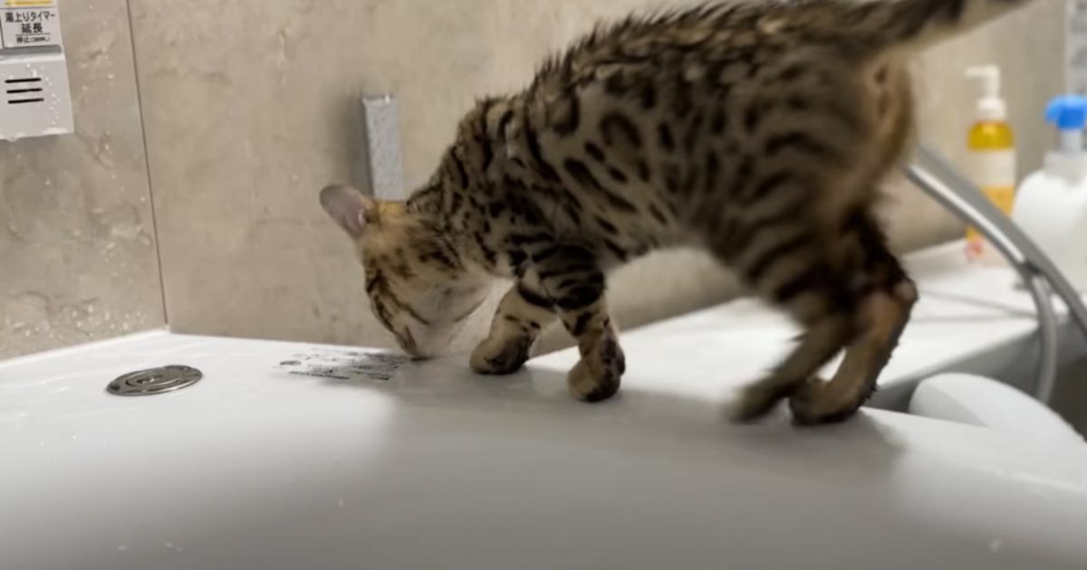 お風呂についてきた子猫が『一瞬目を離したすき』に……飼い主さんが思わず驚いた『予想外の光景』が8万再生「すごい」「なんか羨ましい」