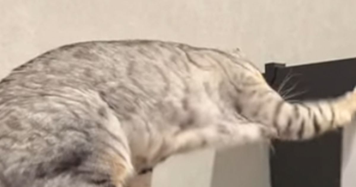 カランカランと音がして…振り向いた結果→猫が『まさかの行動』をしている瞬間が355万再生「思わず叫びたくなる」「何回も見てしまった」