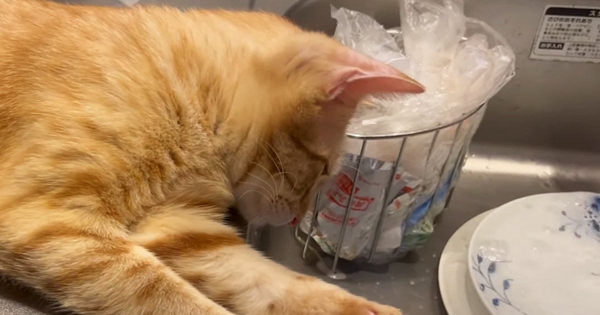 食器を洗い始めると、猫が近くにやってきて…真剣に見つめ続ける『可愛すぎる光景』に「本当に興味津々ｗ」「すごいくつろいでるｗ」と反響