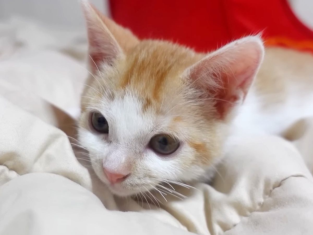 けがのトラウマや成長のおくれを乗り超えた保護子猫…巣立ち前の『変化』に感動の声「君の未来は明るい」「すっかり立派になったね」