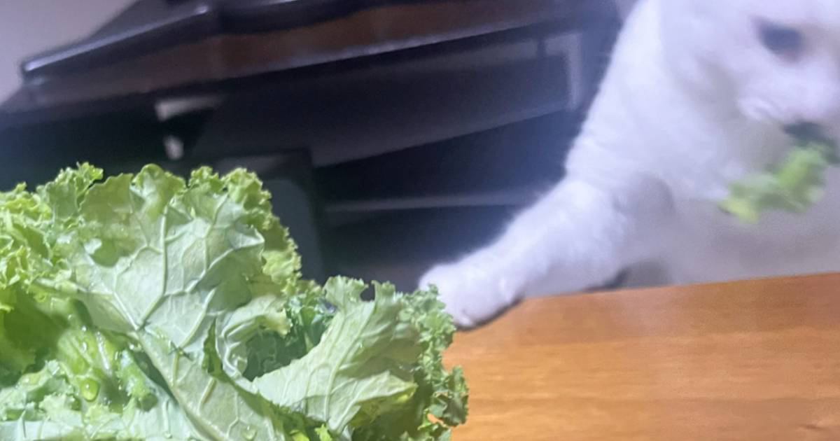 テーブルの上に置いてあった『生野菜』→猫が近づいてきて…思わず笑っちゃう光景に5万いいね「犯行の瞬間w」「なんて鮮やかな横取り」と話題