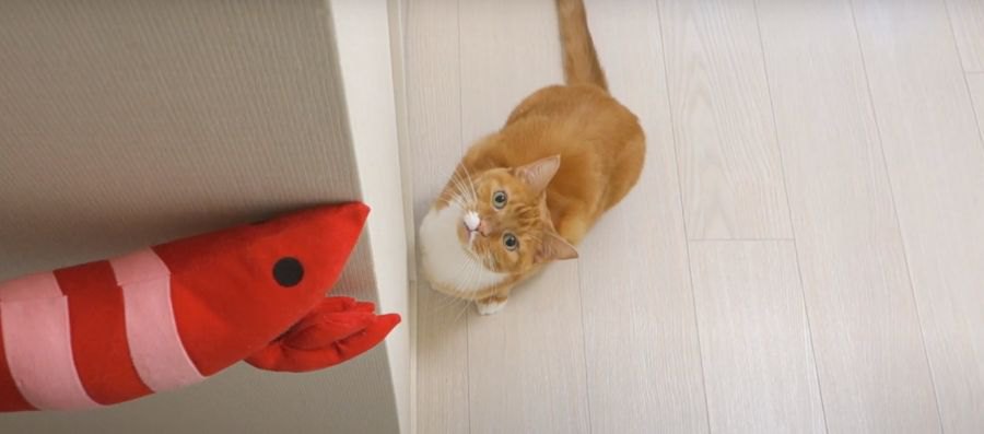 オモチャよりも気になる！猫ちゃんの視線の先には？