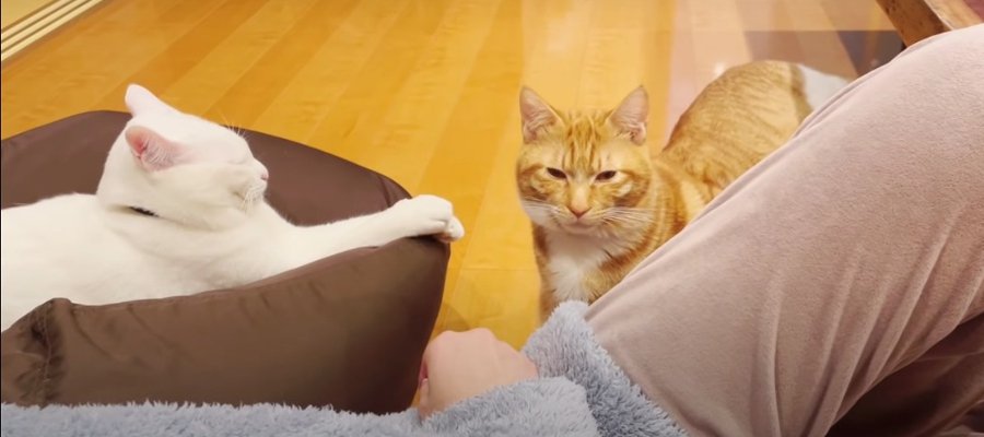 猫ちゃんたちと一緒に…映画を観ながらのんびりタイム♡