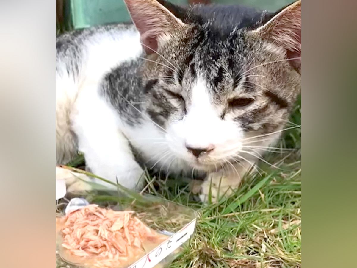 弱りすぎて『ご飯も食べられない子猫』を保護→よく似たもう１匹の猫と会わせてみたら…『まさかの展開』が41万再生「泣きそう」と感動の声