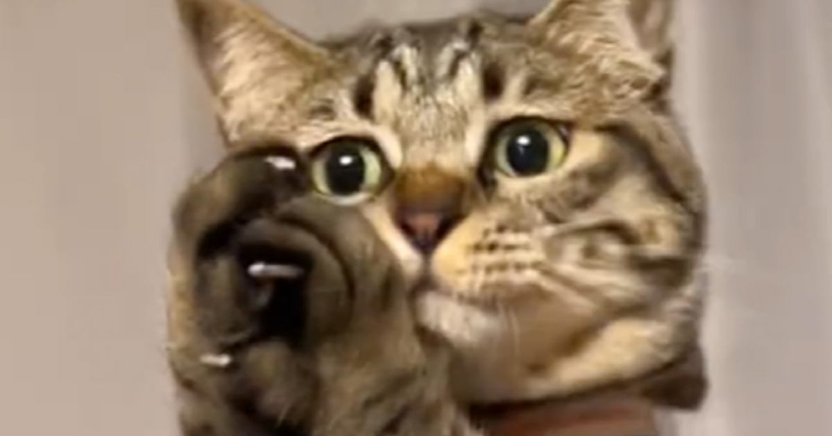 天井にいる虫を捕まえたい猫→抱っこしてあげると…『可愛すぎる瞬間』が80万再生の反響「アニメに出てきそう」「顔が可愛いｗ」