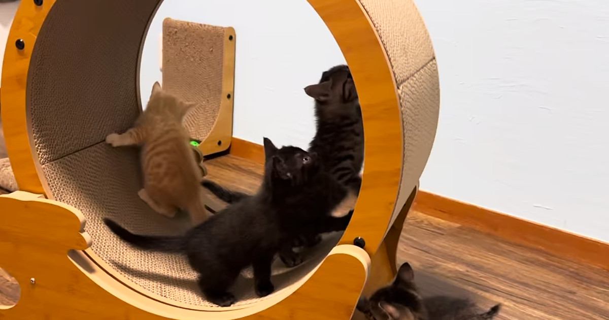 『キャットホイール』を設置したら、子猫たちが集まってきて…微笑ましい光景に癒される人が続出「興味津々だねｗ」「なんて賢いの」