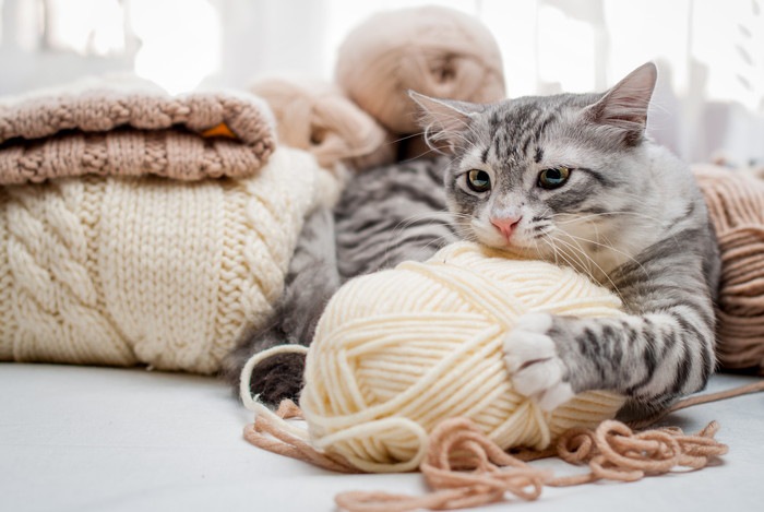 猫の嘔吐……それは誤飲によるのかもしれません