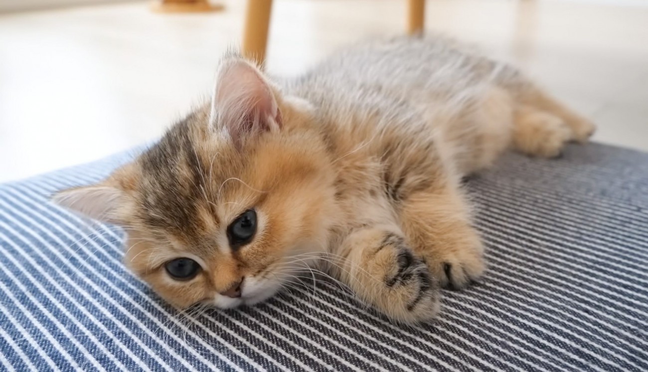 ウトウトする子猫→隣にもう一匹子猫がやってきて……『尊すぎる瞬間』に癒される人が続出「とっても可愛い」「ふわふわの天使たち」